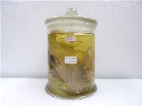 藏品(橫帶髭鯛)的圖片